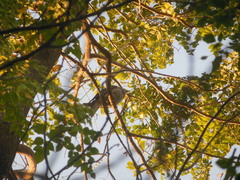 Eudynamys scolopaceus