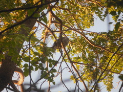 Eudynamys scolopaceus
