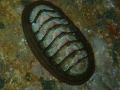 Ischnochiton australis