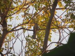 Eudynamys scolopaceus