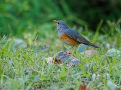 Turdus hortulorum