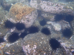 Centrostephanus rodgersii