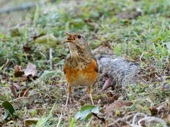 Turdus hortulorum