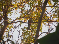 Eudynamys scolopaceus
