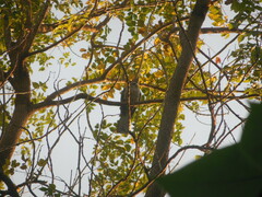 Eudynamys scolopaceus
