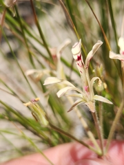 Pelargonium pinnatum