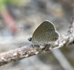 Eicochrysops messapus