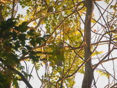 Eudynamys scolopaceus