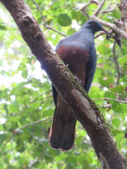 Ducula goliath
