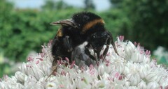 Bombus terrestris