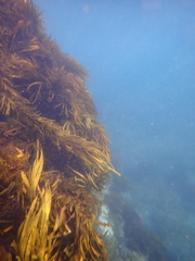 Phyllospora comosa