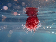 Chrysaora pentastoma