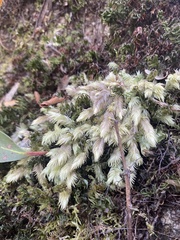 Leucobryum javense