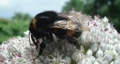 Bombus terrestris