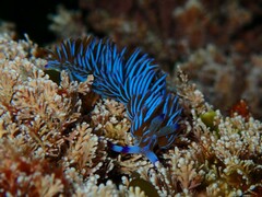 Pteraeolidia ianthina