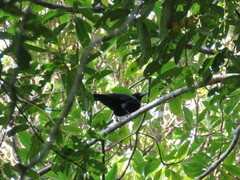 Corvus moneduloides
