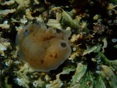 Aphelodoris varia