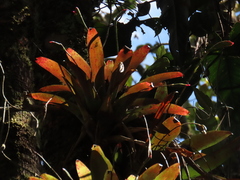 Tillandsia complanata