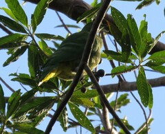 Drepanoptila holosericea