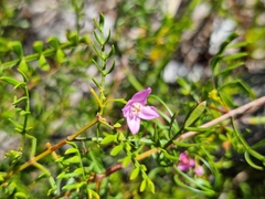 Boronia pinnata