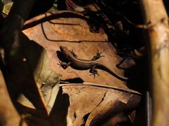 Pholidobolus vertebralis