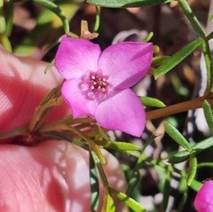 Boronia pinnata