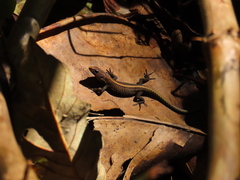 Pholidobolus vertebralis