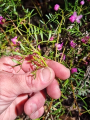 Boronia pinnata