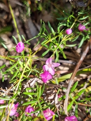 Boronia pinnata
