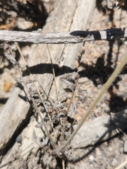 Pelargonium pinnatum