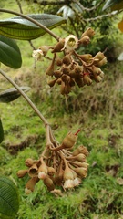 Chalybea corymbifera