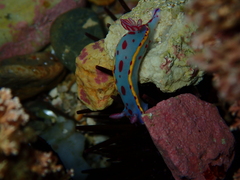 Hypselodoris bennetti