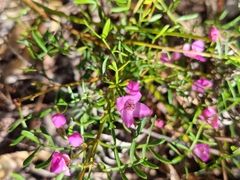 Boronia pinnata