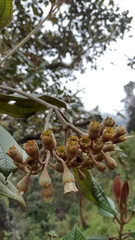 Chalybea corymbifera