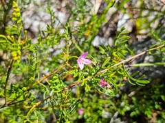 Boronia pinnata