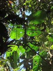 Ladenbergia oblongifolia