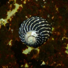 Austrocochlea porcata