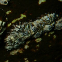 Austrominius modestus