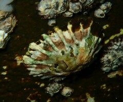 Siphonaria denticulata