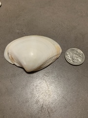 Mactridae