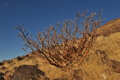 Commiphora kraeuseliana