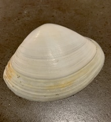 Mactridae