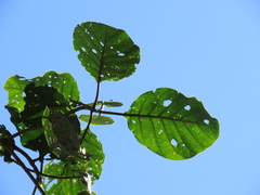 Ladenbergia oblongifolia
