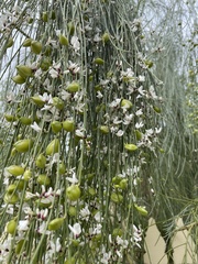 Retama monosperma
