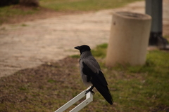 Corvus cornix
