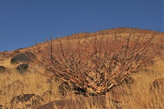 Commiphora kraeuseliana