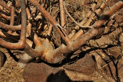 Commiphora kraeuseliana