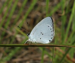 Candalides xanthospilos