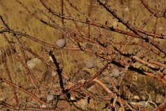 Commiphora kraeuseliana