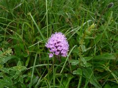 Traunsteinera globosa